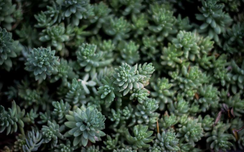 Midsummer Community Sports Day